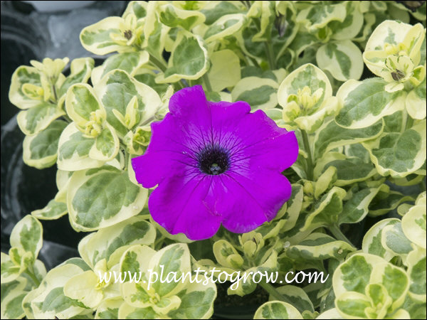 Camouflage Grape Petunia 
A striking plant with the variegated foliage and grape purple flowers.